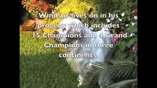 Windsor in Memorium.  A tribute to a great Clumber Spaniel. by seascay 979 views 9 years ago 3 minutes, 48 seconds