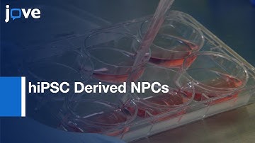 hiPSC Derived NPCs for the Study of Neurological Diseases | Protocol Preview