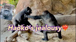 😂嫁と息子のじゃれ合いに嫉妬する父ゴリラ🦍❤️‍🔥 A dad gorilla is jealous of the playful play between his wife and son