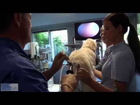 Video: Hitteberoerte En Hyperthermie Bij Honden