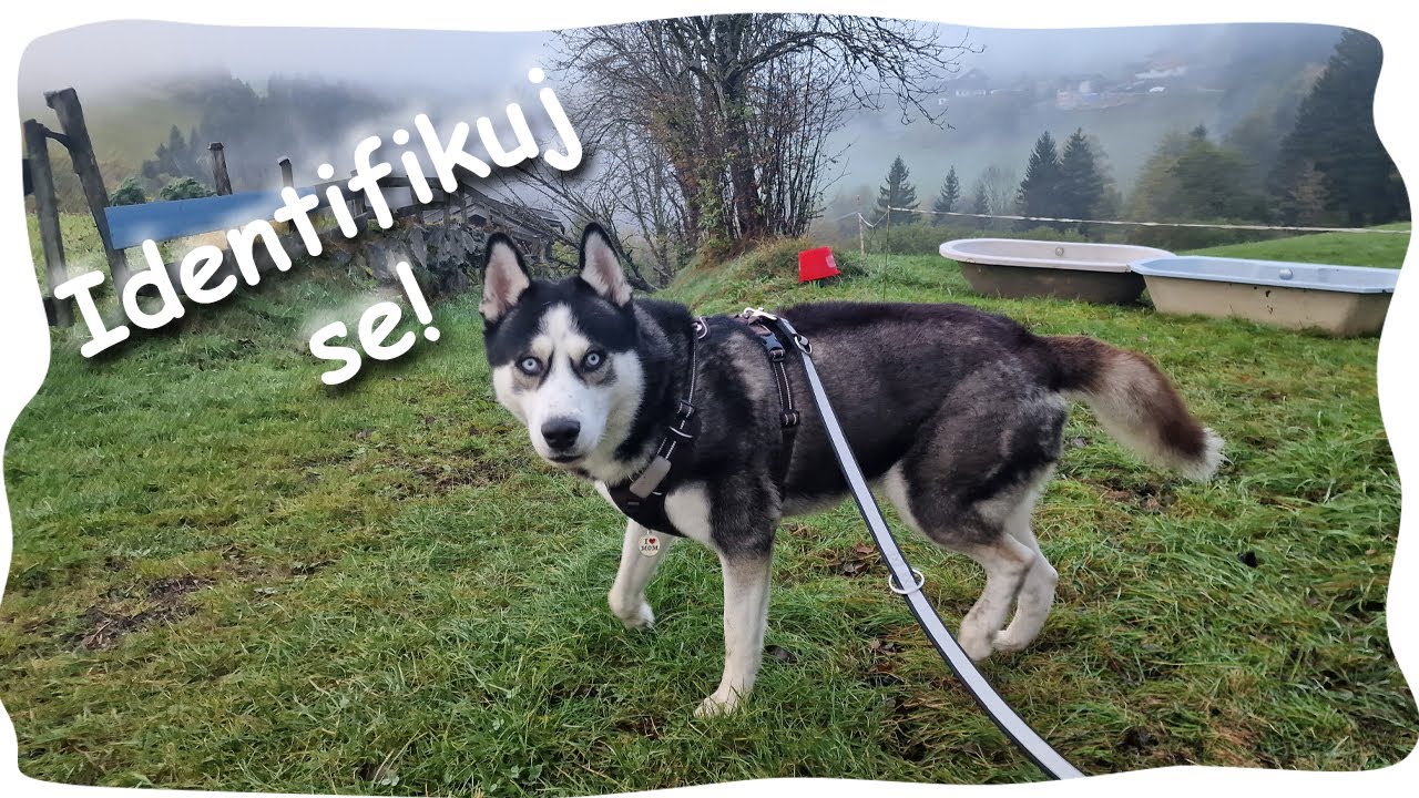 AEGON a NEČEKANÉ setkání v Alpách 🦙