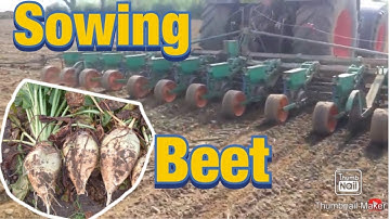 Sowing fodder beet