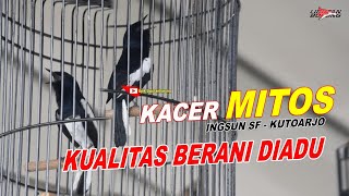 Download lagu KUALITAS JANGAN DITANYA KACER MITOS BERANI DIADU // INGSUN SF KUTOARJO
