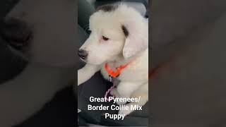 Our Great Pyrenees & Border Collie Mix Puppy #Dog #Adoption