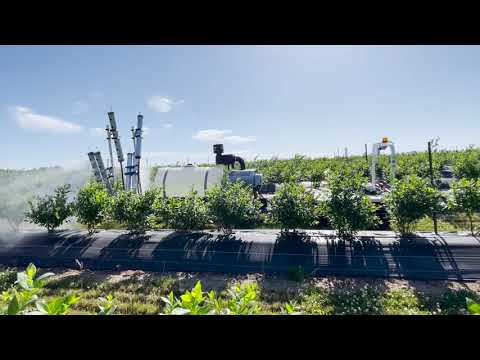 Burro Grande towing an OnTarget sprayer in Oregon blueberries.