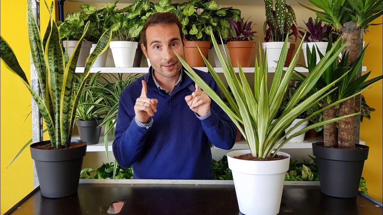 Jardineras de exterior para plantas de balcón y terraza