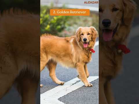 Meet the 5 Most Popular Dog Breeds in the World!