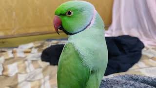 mai bol raha hu 🐥 My Parrot Start Talking 🦜