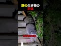 謎の生き物の正体