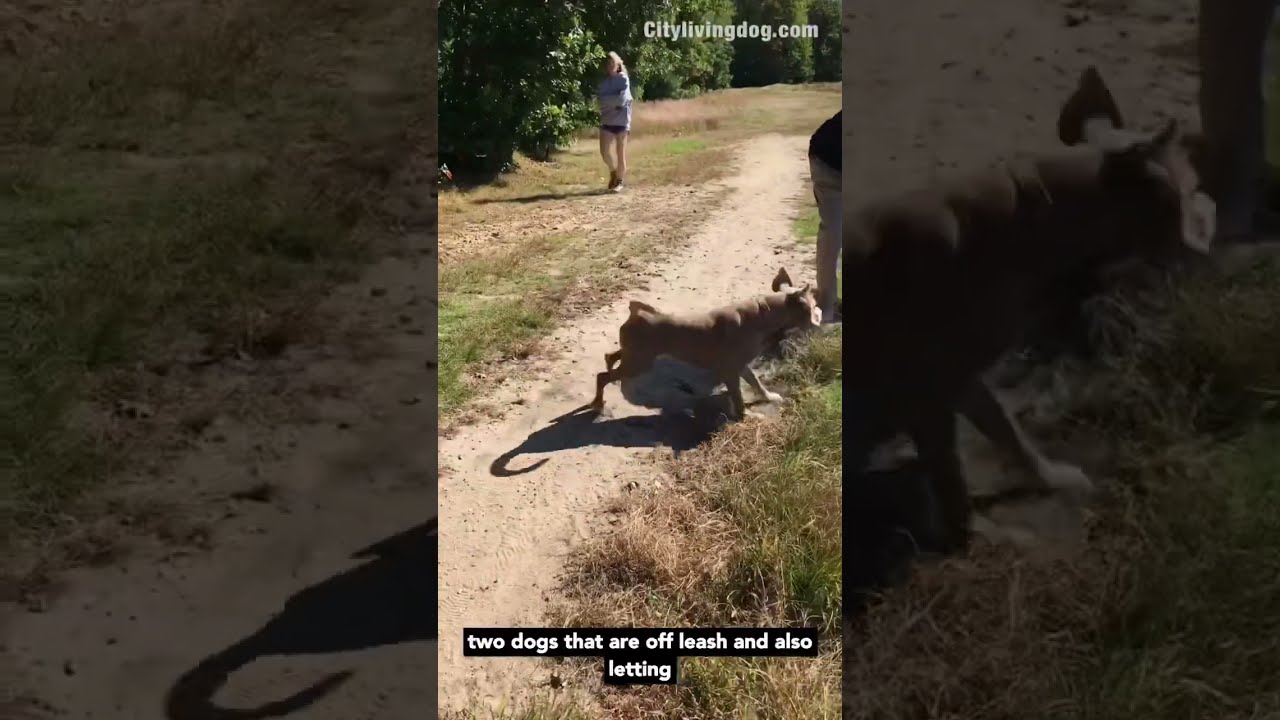Why Am I Protecting This Dog From The 2 Dogs Off Leash Doglover Dogshorts Dogtraining Reel