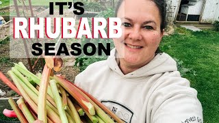 It's Rhubarb Season | My favorite Rhubarb Crisp | Growin & Crowin