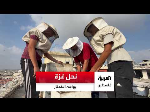 Gaza beekeepers try to save what remains of their hives atop destroyed buildings
