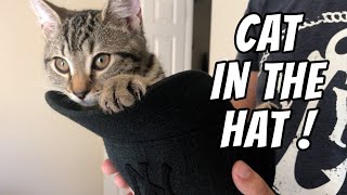 Cat in the hat! | Adorable kittens by Teddy and Sushi 5,615 views 3 years ago 3 minutes