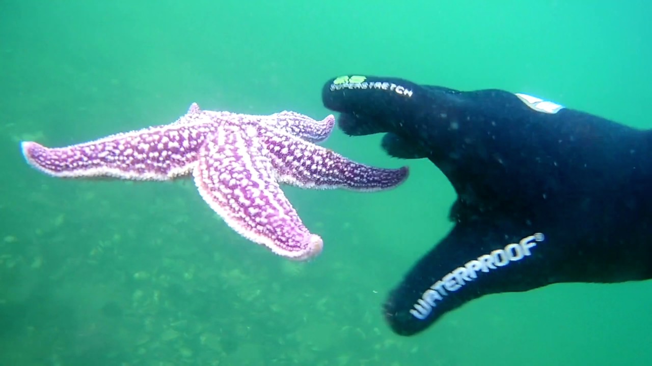 Прибрежный Владивосток Сноркелинг - YouTube