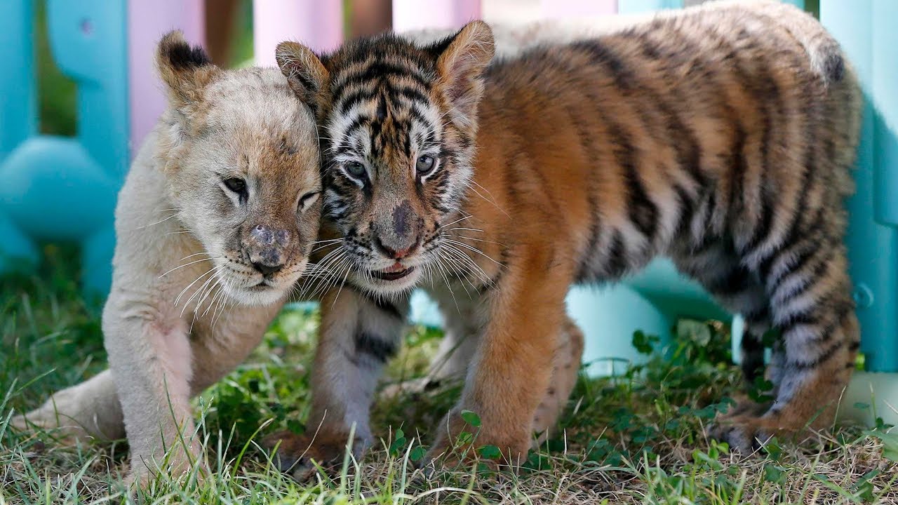 Unlikely Friends Tiger Lion And Hyena Cubs Play With Puppies At Chinese Zoo Youtube Unlikely Friends Tiger Lion And Hyena Cubs Play With Puppies At Chinese Zoo Youtube