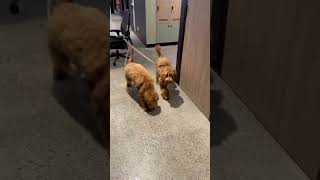 Loyal Dogs Drag Office Chair To Follow Owner to the Bathroom