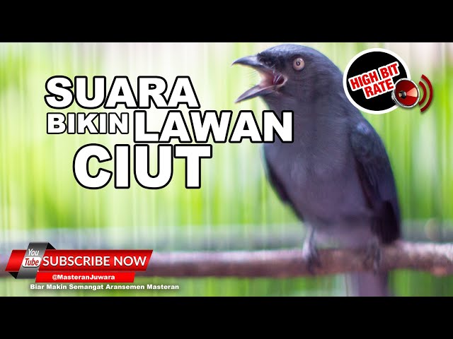 #1 🔴 Suara Tembakan Ngeri Srigunting Abu Abu Gacor ❗️Masteran Mahal 2023 class=