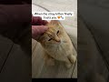Meet Pumpkin Patch. Trust is built one tiny brave step at a time.#shorts #rescuekittens #orangetabby