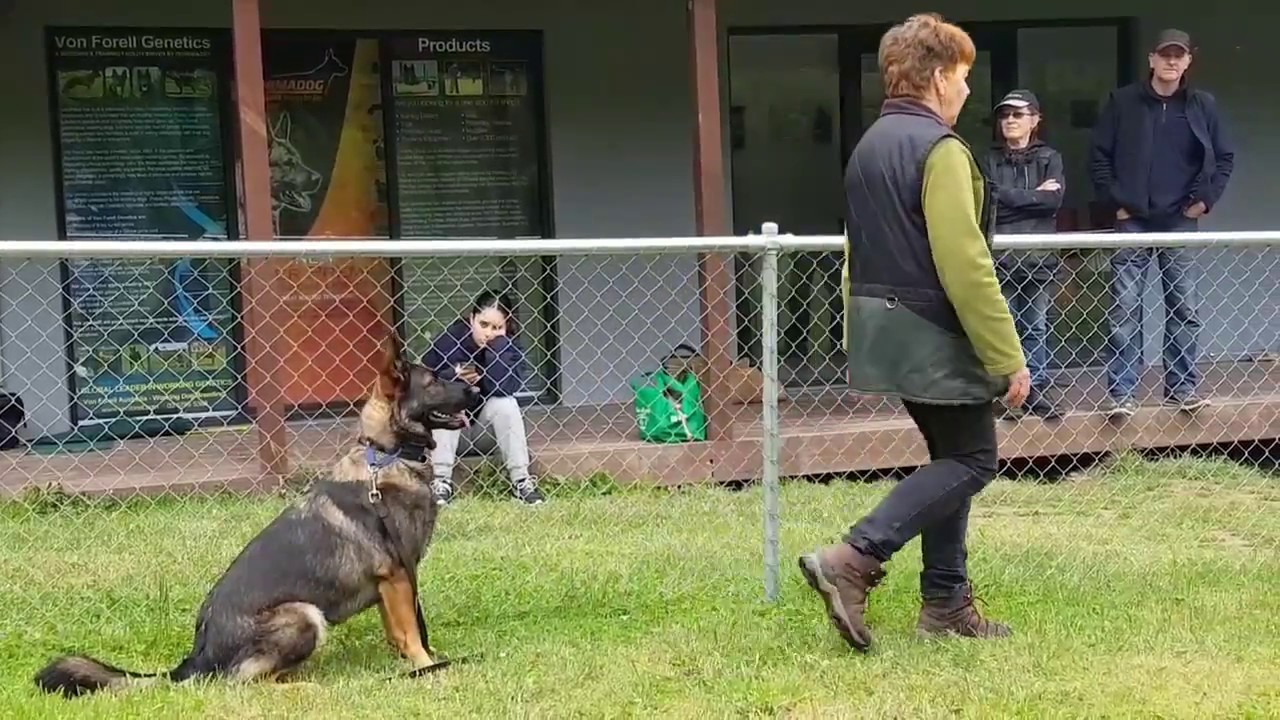 Sue Kawecki - Up date November 2016 Dog Sport Victoria