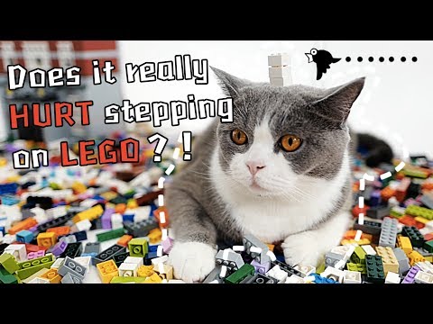 Kitty cats hunt for treasure in LEGO @artifexcreation