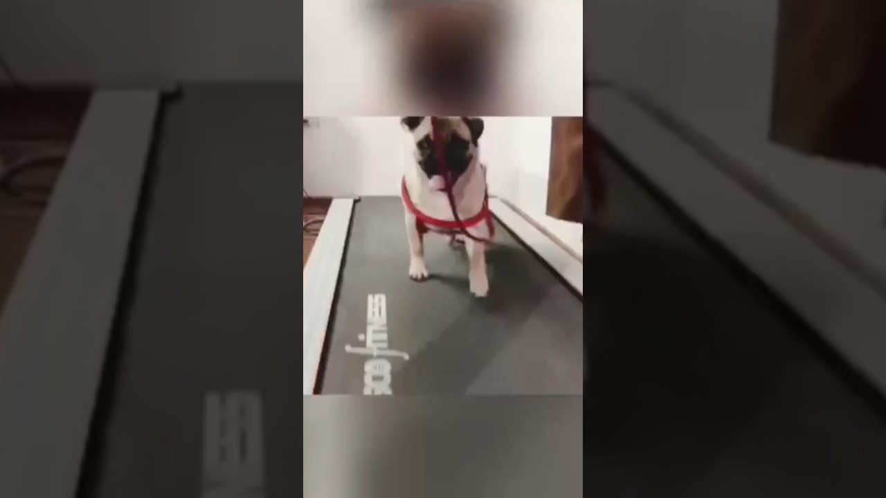 Pug working Out 