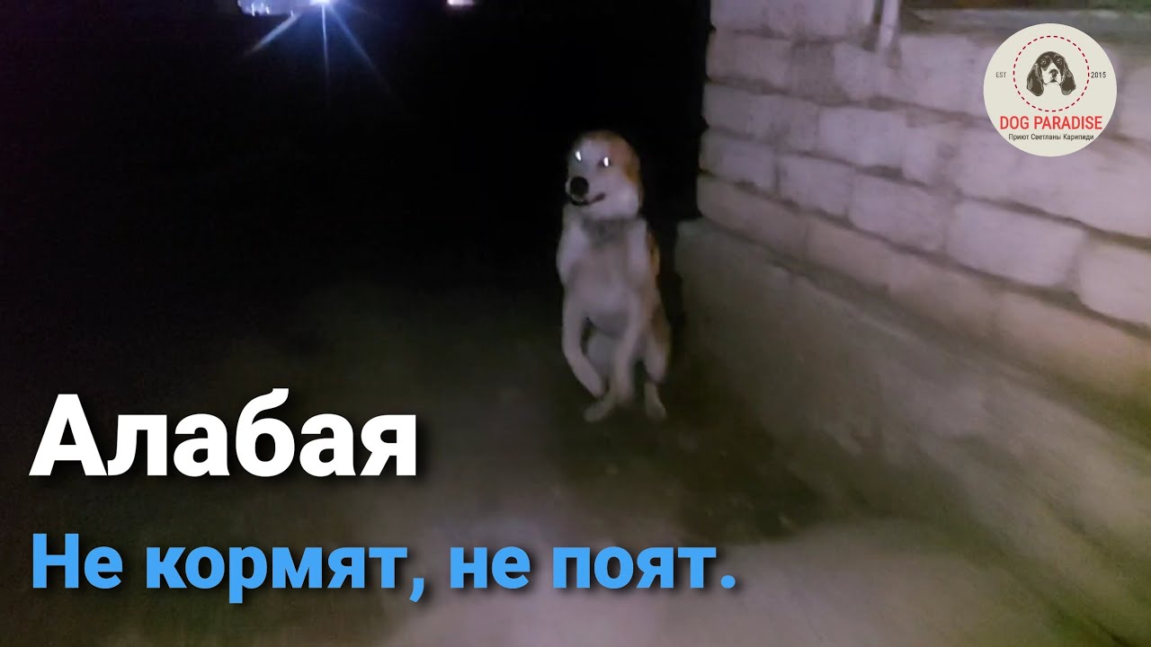 Ташкент. Алабая не кормят и не поят, в надежде на меня?? - YouTube