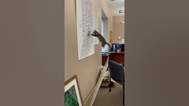 WATCH NOW: Indiana first kitten, Topper, debuts at...