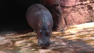 Afrykarium Wrocław. Feeding hippos