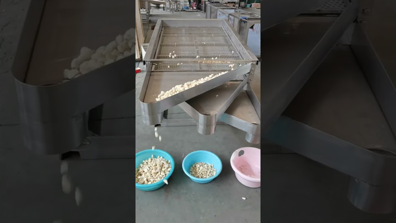 Garlic clove sorting/garlic bulb classifier/garlic sizer