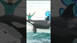 ルーナちゃんと新人男子トレーナーさん、ステージ上、#shorts　 #dolphin #鴨川 #잉어 #水族館 #killerwhales #鴨シー＃鴨川シーワールド＃水族館＃シャチ＃癒し