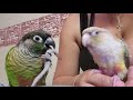 My Green Cheek Conure and My Pineapple conure