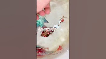 Lô cá La Hán đỏ 9-10cm cho bạn hàng Nha Trang