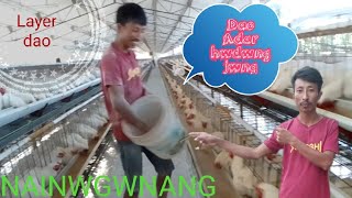 Ma Bwrwi Dao Adar Hwyw.