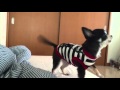 朝のナルト 　おねだりチワワ