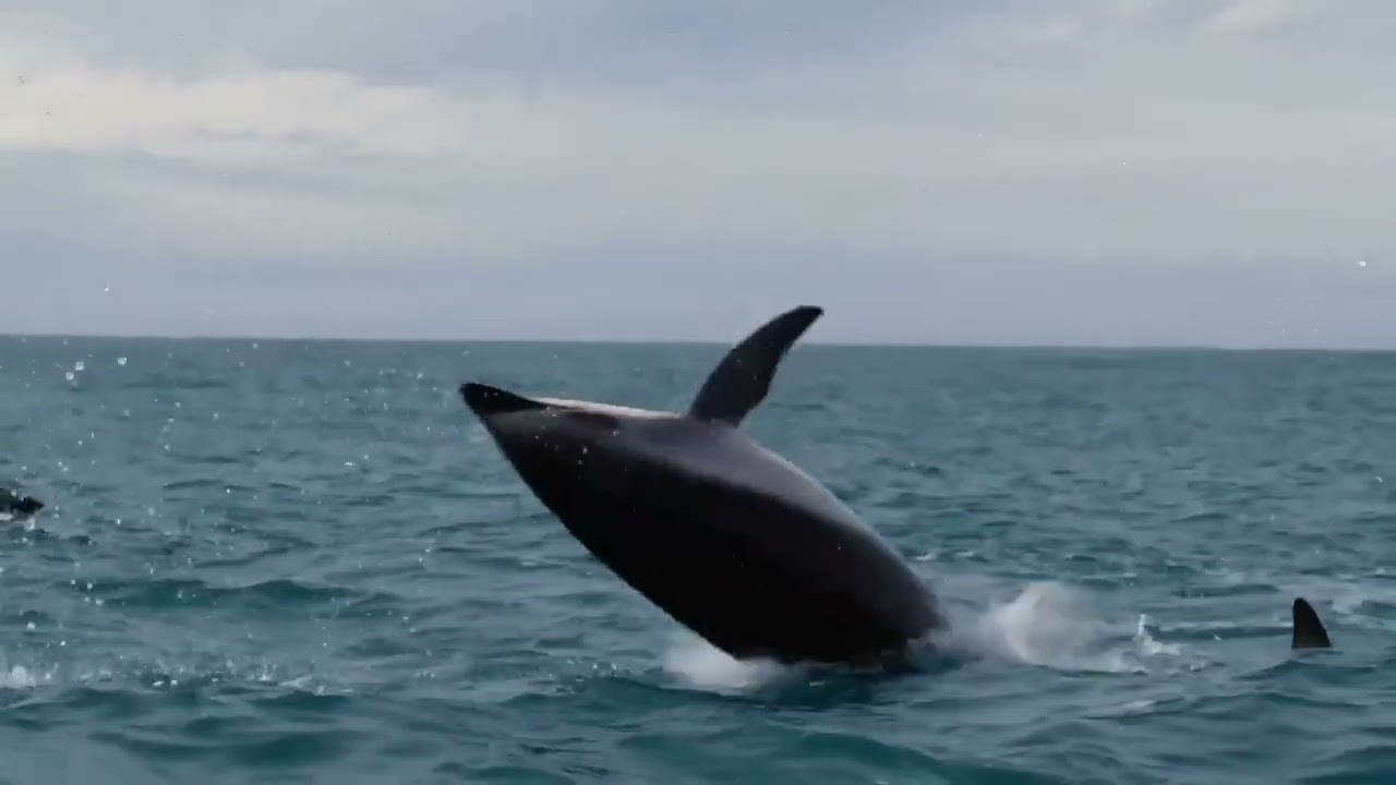 Powerful Lord krishna's flute with wild animals and natural beauty's 