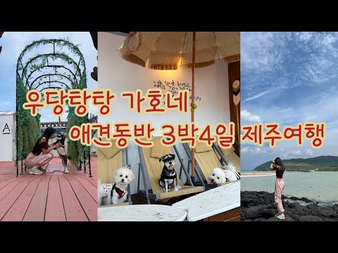 애견동반 3박4일 제주여행 브이로그/제주애견숙소/다견가정 제주