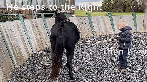 SADDLING PREPARATION USING FLANK ROPE - SIMULATION OF BACK CINCH AND LEG AIDS - TECHNIQUE TUESDAY