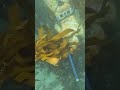 Spearfishing | Glencarin | Cape Town | False Bay