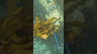 Spearfishing | Glencarin | Cape Town | False Bay