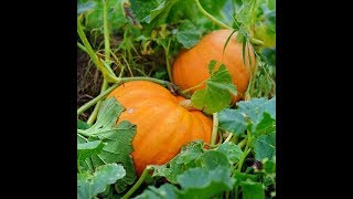 DIY Pumpkin Patch - How do you get pumpkins if you don't plant them? Feed your chickens Pumpkin