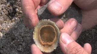 How to find free food on a beach - Winkles & Limpets