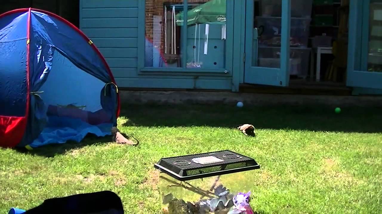 benny snell jr bearded dragon goes crazy !!!!