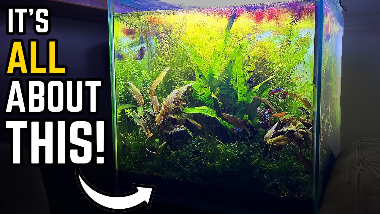 The Dirty Secret to a Beautiful Planted Aquarium...