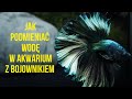 Jak podmieniać wodę w akwarium z bojownikiem