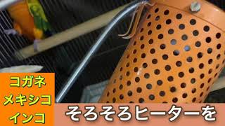 【コガネメキシコインコ】寒くなってきたからヒーターで寒さ対策