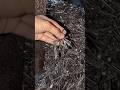 How Steel Nails are Produced in Bulk #nailmakingmachine #nailmaking #ironnail #howitsmade