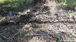 strange unknown noise Outside caught on video