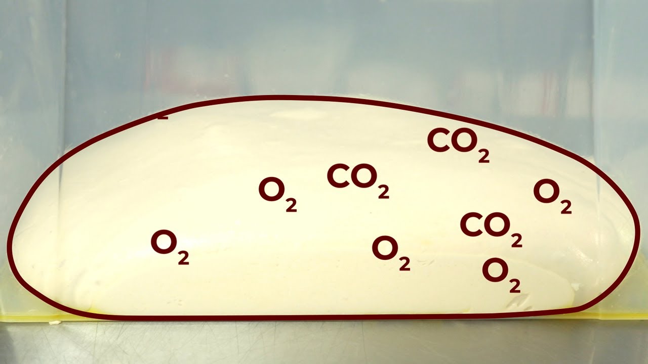 Fermentacija testa za picu / Pizza Dough Fermentation