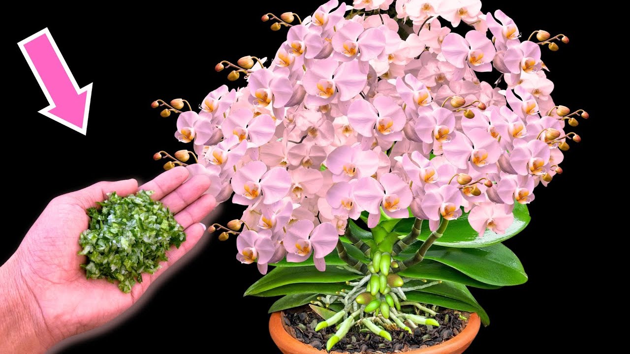 Sprinkle 1 spoon under any orchid and it will instantly come to life ...