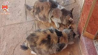 Suzana and her daughter eat together | Pet Meow